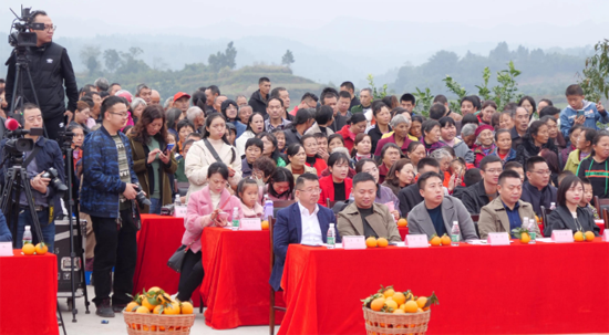 犍爲柑橘紅滿天 柑橘文化旅遊節承載美好鄉村(cūn)新未來