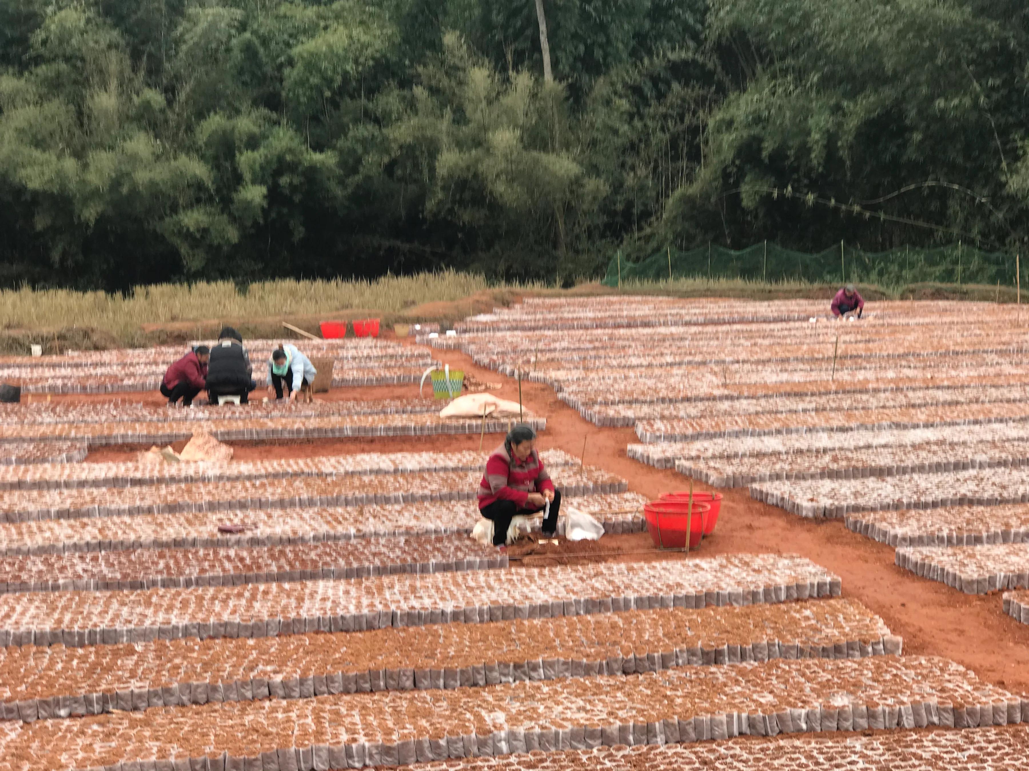 四川傑心集團與全國合作單位聯合揭牌儀式在犍爲縣龍孔鎮油茶基地舉行