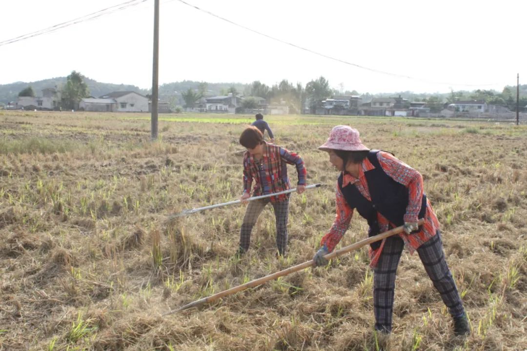 禦康農業産業化聯合體訂單模式助力羅江打造油菜産業基地