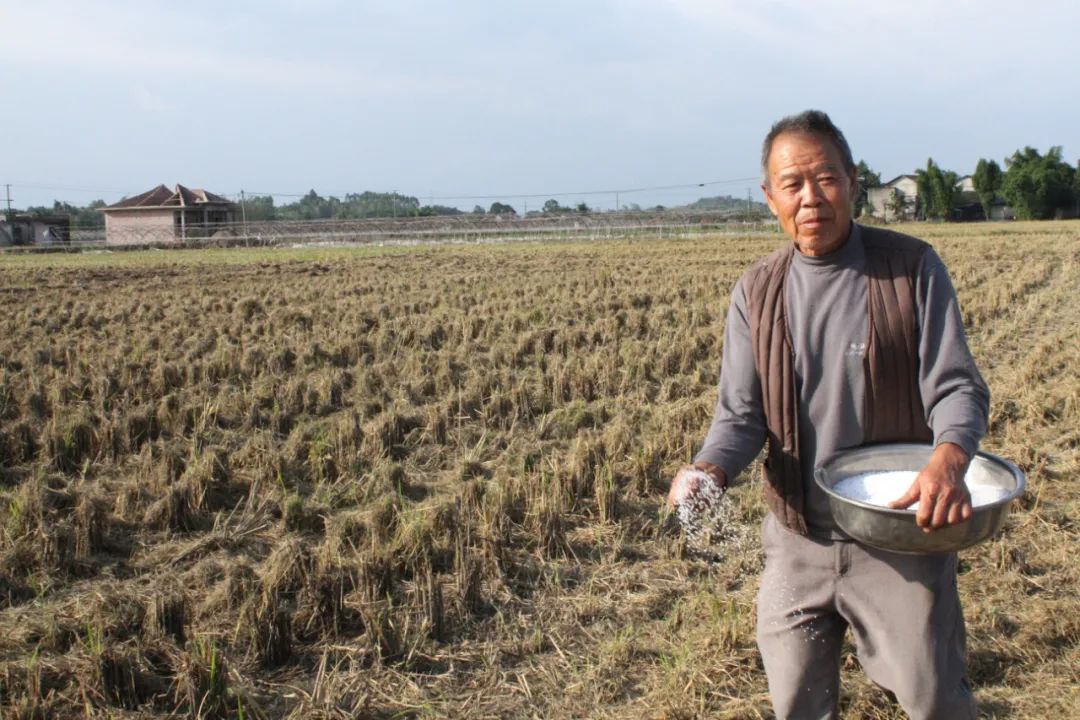 禦康農業産業化聯合體訂單模式助力羅江打造油菜産業基地