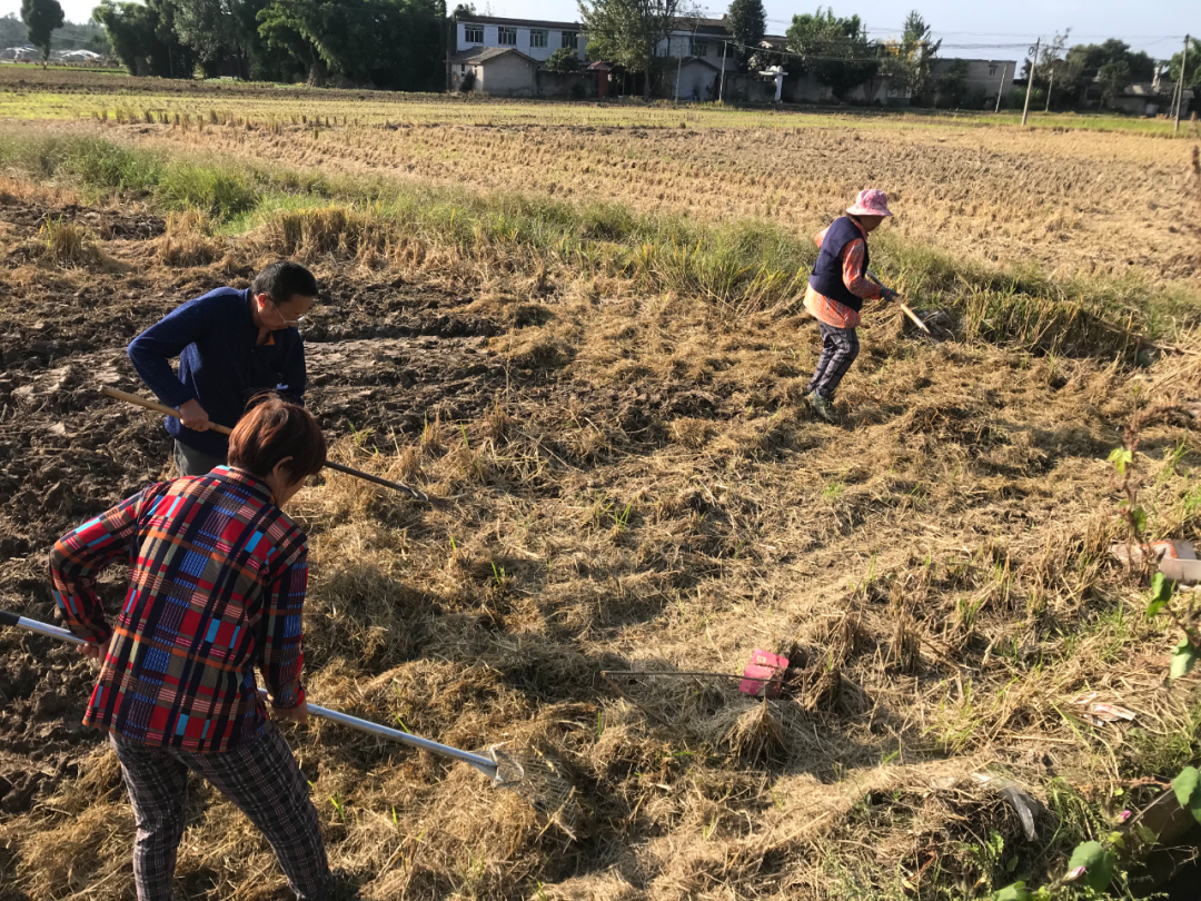 禦康農業産業化聯合體訂單模式助力羅江打造油菜産業基地